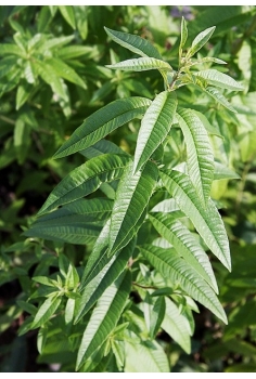 MARIALUISA C-13 (30cm)... 2