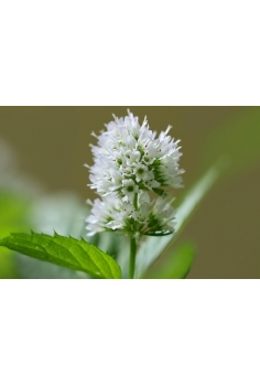 MENTA HIERBA BUENA C-16... 2