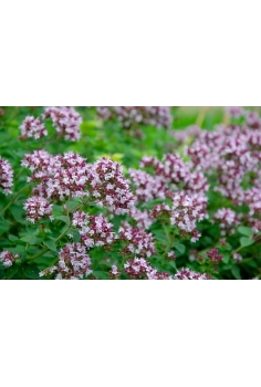 ORIGANUM VULGARE C-11... 2