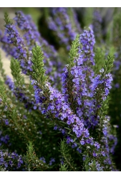 ROSMARINUS OFFICINALIS C-14... 2