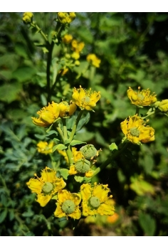 RUDA C-11 (15cm)... 2