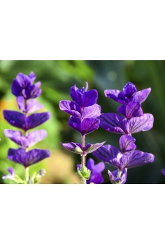 SALVIA AROMÁTICA 2.5L... 2