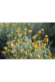 SANTOLINA C-11 (15cm)... 2