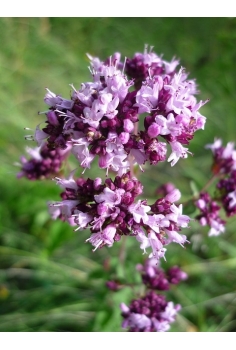 THYMUS VULGARE T-25 (diam:... 2