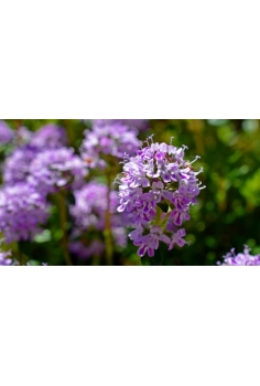 THYMUS CITRODORUS C-13... 2