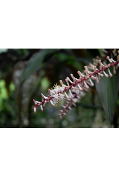 CORDYLINE KIWI C-13 (alt:... 2