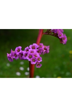 BERGENIA C-13 (alt:... 2