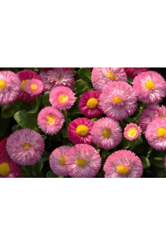 BELLIS MIX (botonets) C-11... 2