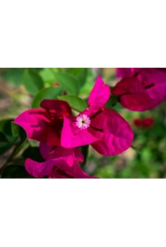 BUGAMBILIA CAÑA MIX 3L... 2