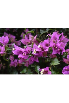 BUGAMBILIA MIX C-13 (alt:... 2