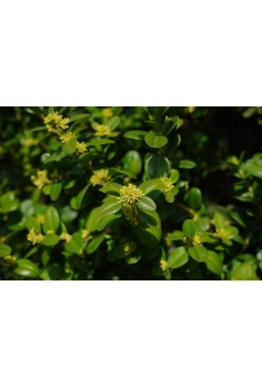 BUXUS C-13 (alt: 30-40cm)... 2