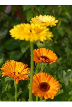 CALENDULA MIX C-11 (alt:... 2