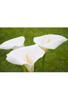 CALAS BLANCA C-19 (altura:... 2