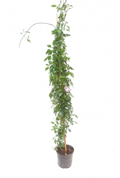 BIGNONIA JAZMINOIDES ROSA... 2