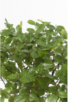 BONSAI CERÁMICA MIX C-15... 2