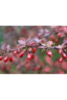 BARBERIS THUNBERGII 7L... 2