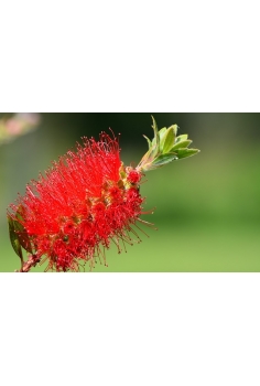 CALLISTEMON 10L (80-100cm)... 2