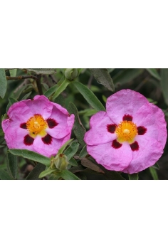 CISTUS PURPUREUS 2L... 2