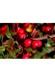 COTONEASTER HORIZONTALIS... 2