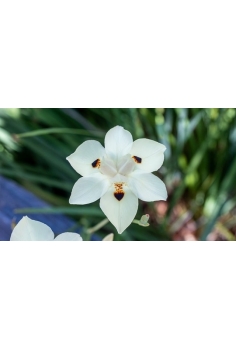 DIETES IRIDIOIDES 2L (alt:... 2