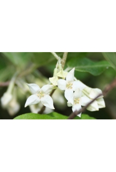 ELEAGNUS EBBINGEI 3L... 2