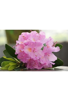 AZALEA VOGEL MIX C-14 (alt:... 2