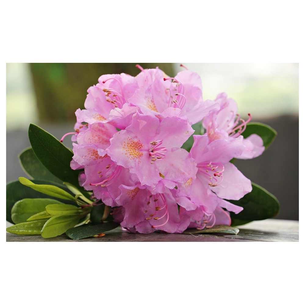 AZALEA VOGEL MIX C-14 (alt: 25-30cm)... AZALEA VOGEL MIX C-14 (alt: 25-30cm)...