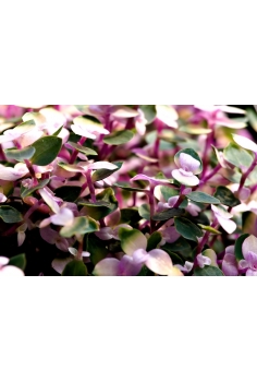 CALLISIA ROSATO EXTRA C-22... 2