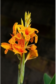 CANNAS MIX C-16 (alt:... 2