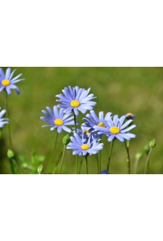 AGATHEA C-11 (alt: 15cm)... 2