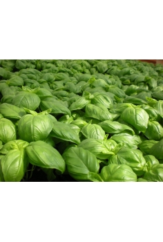 ALBACHA PESTO C-13 (alt:... 2