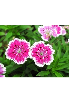 CLAVEL CHINO MIX C-11 (alt:... 2