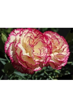 CLAVEL CARNELIA C-13 (alt:... 2