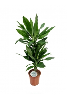 DRACENA JANET LIND C-17 / 2...