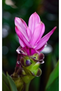 CURCUMA SIAM SPLASH C-15... 2