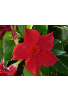 DIPLADENIA MIX C-13 (alt:... 2