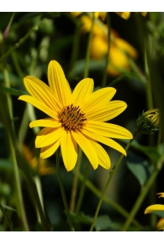 EURYOPS VERDE C-13 (alt:... 2