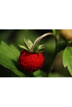 FRESITA DEL BOSQUE C-11... 2