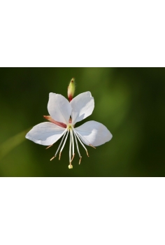 GAURA BLANCA 2L (alt: 30cm)... 2