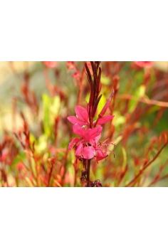 GAURA ROJA 2L (alt: 30cm)... 2