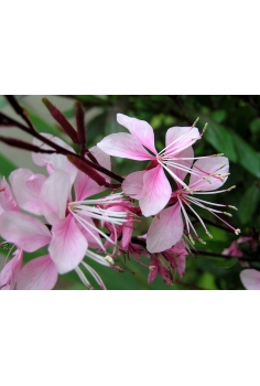 GAURA ROSA C-13 (alt:... 2
