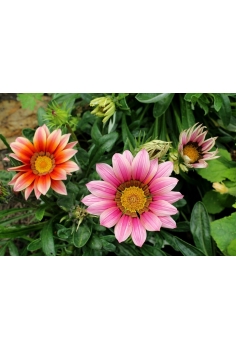 GAZANIA MIX C-11 (15cm)... 2
