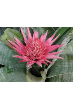 AECHMEA PRIMERA C-15 (alt:... 2