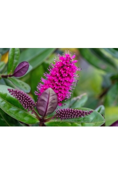 HEBE MATIZADO 3L (alt:... 2