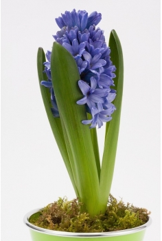 HYACINTHUS MIX C-5 (alt:... 2