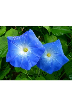 IPOMEA MIX C-13 (alt: 20cm)... 2