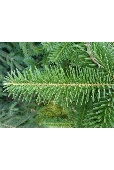 NORMANDIANA 175-200cm...