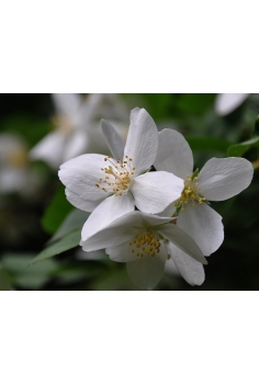 JAZMIN ANDALUZ C-13 (alt:... 2