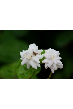 JAZMINUM SAMBAC 5L (caña...