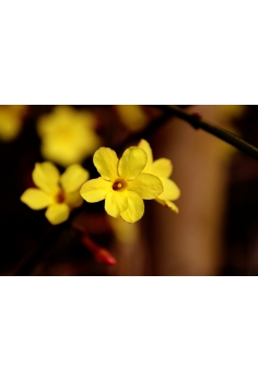 JAZMÍN NUDIFLORUM caña 5L... 2